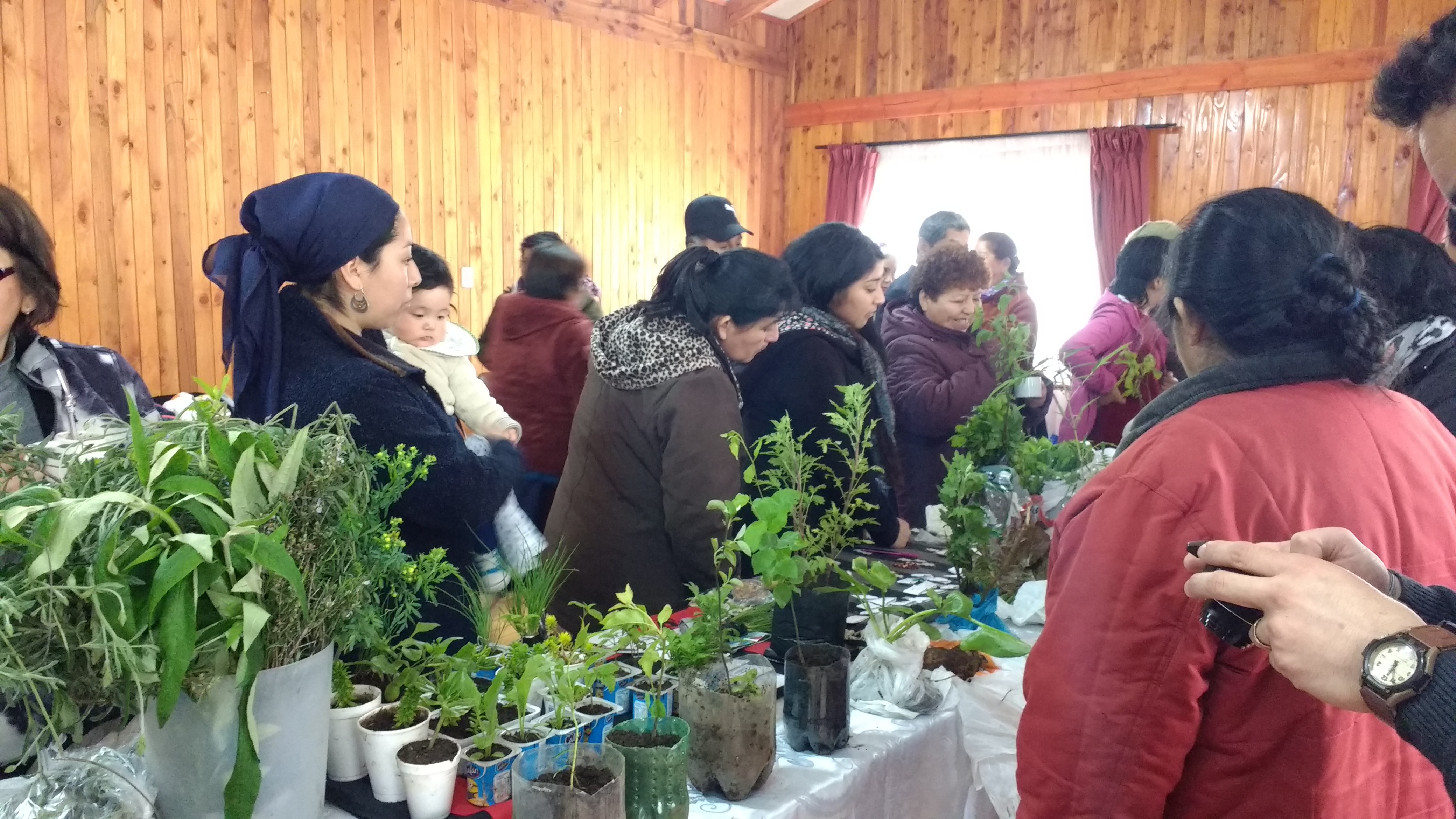 Xafkintu  para el resguardo del Patrimonio Alimentario en el Pewün.